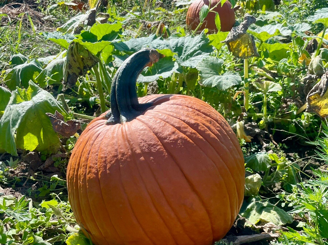 The Farm-Woodbury必去景点