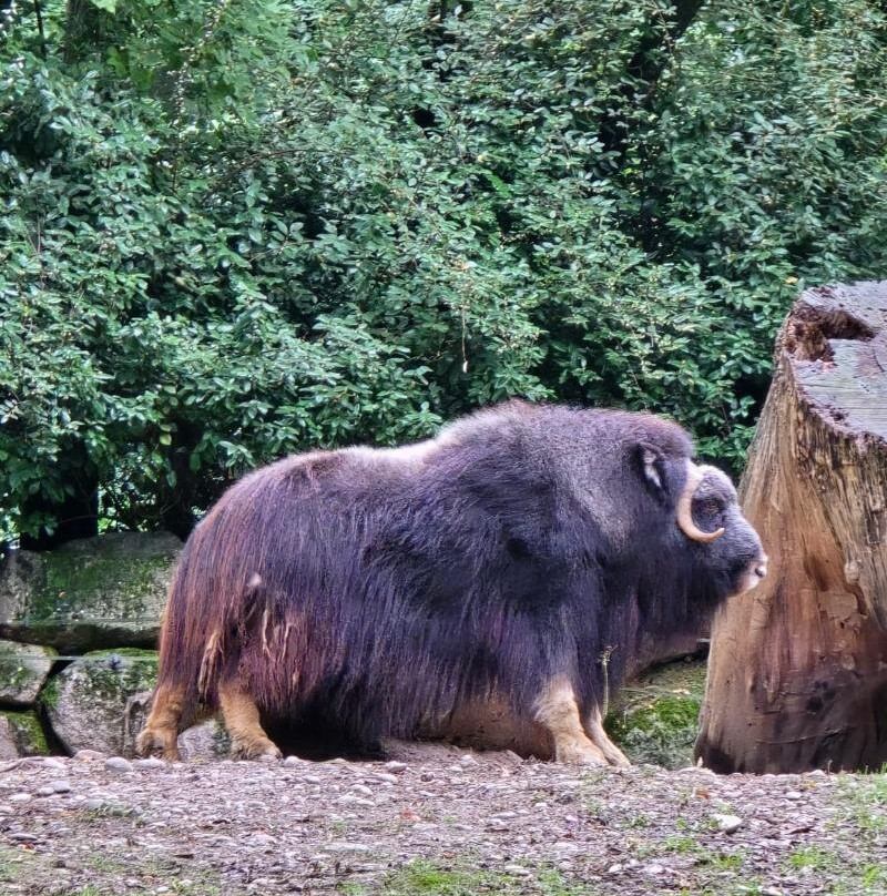 Parc Zoologique & Botanique de Mulhouse-米卢斯必去景点