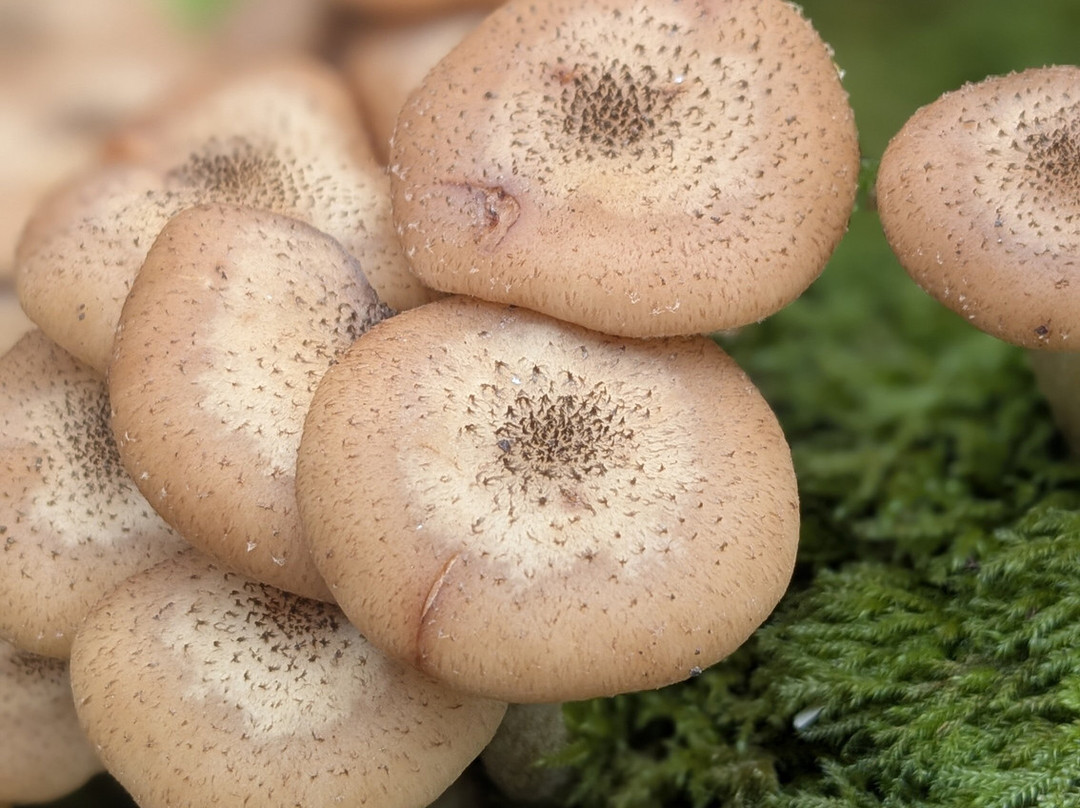 Luxulyan Valley to Prideaux Circular Walk-St Blazey必去景点