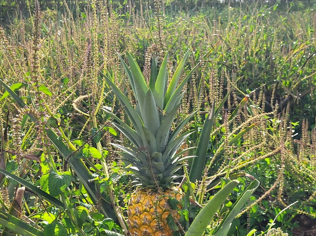 Finca Sura-Puerto Viejo de Sarapiqui必去景点