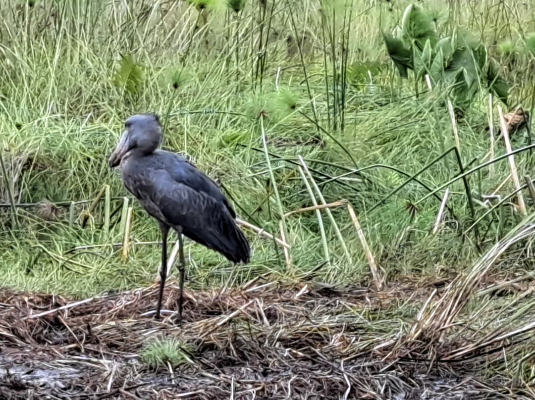 Kigezi Vima Safaris-Kibale National Park必去景点