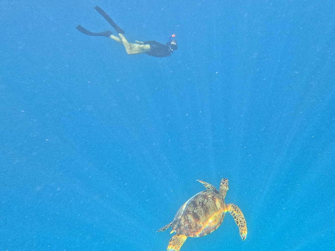 Kali & Kato's Rarotonga Turtle Tours-Takitumu District必去景点