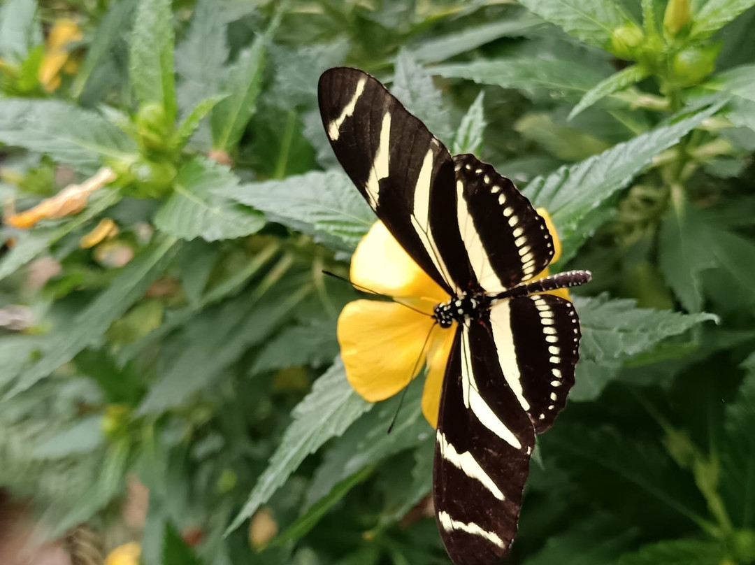 Mariposario del Drago-伊科德洛斯维诺斯必去景点