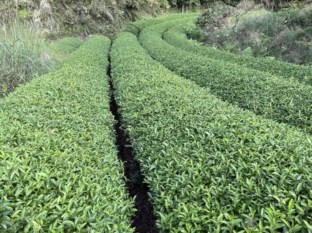 d:Matcha-和束町必去景点