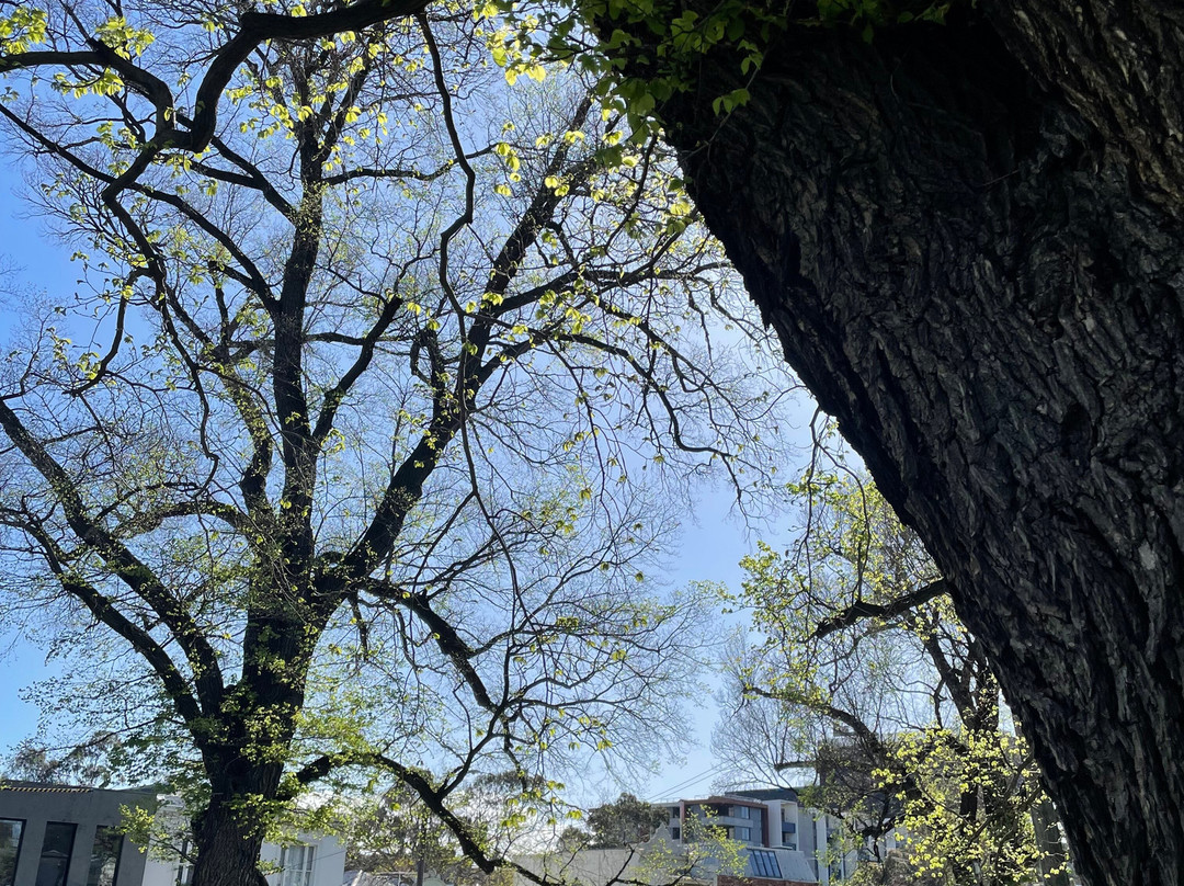 Macarthur Square-墨尔本必去景点