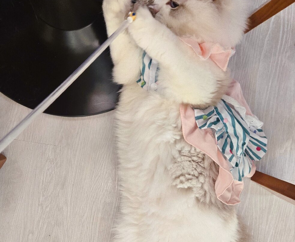 猫之茶房-香港必去景点