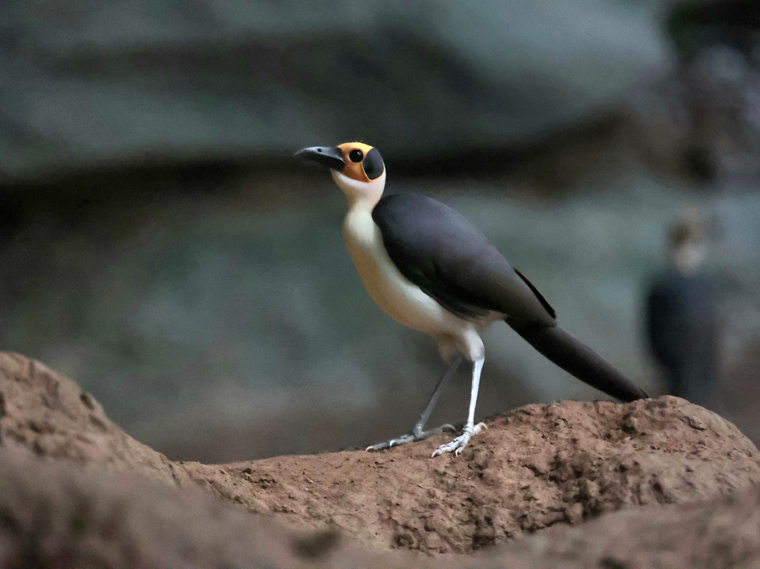 Adventure Birding Tours-特马必去景点
