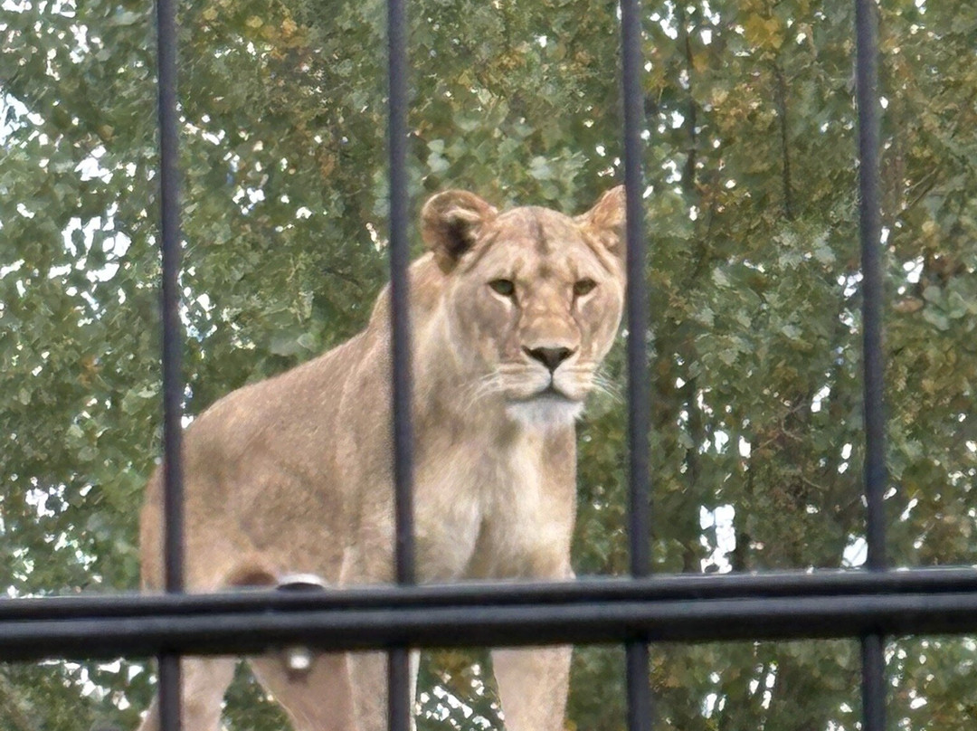 The Big Cat Sanctuary-Smarden必去景点