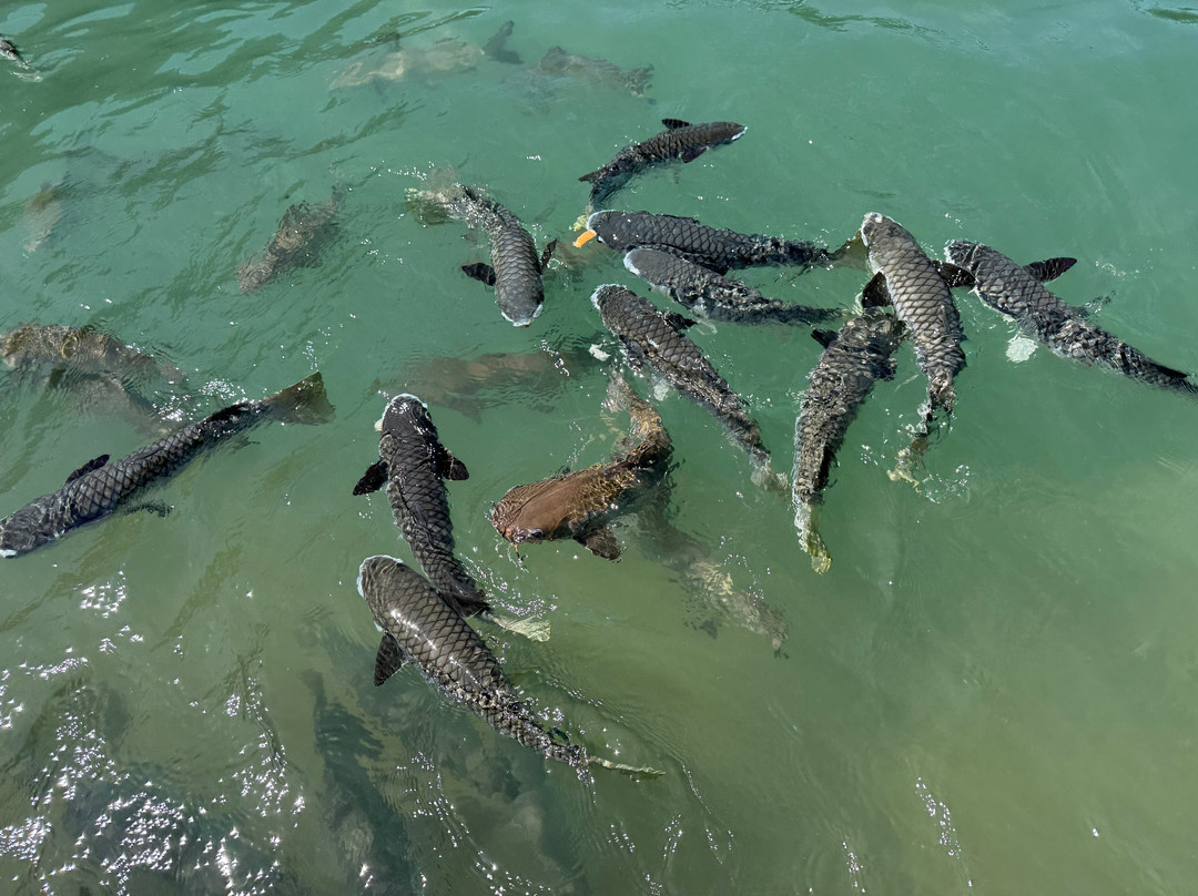 Aquascene Fish Feeding-达尔文市必去景点