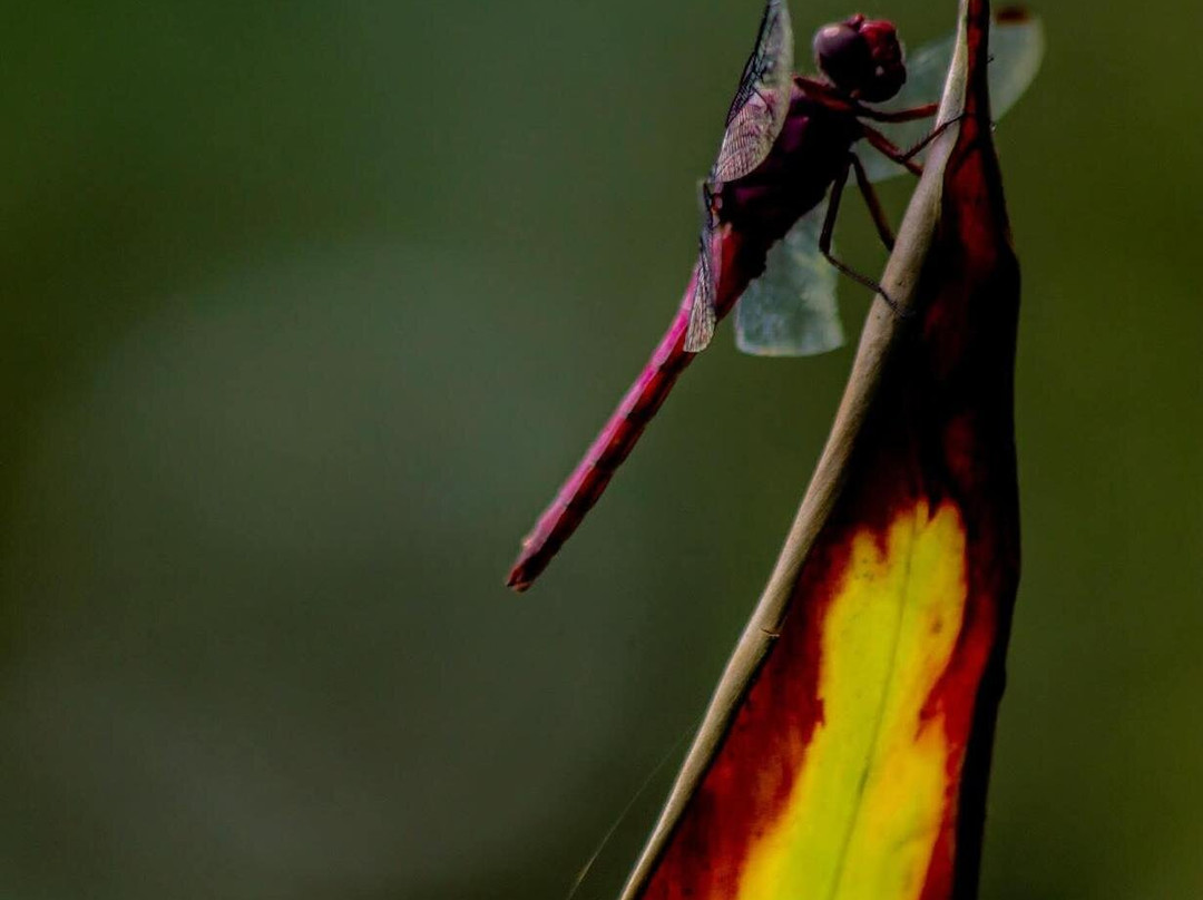 Guanacaste Airport Shuttle Costa Rica-利比里亚必去景点