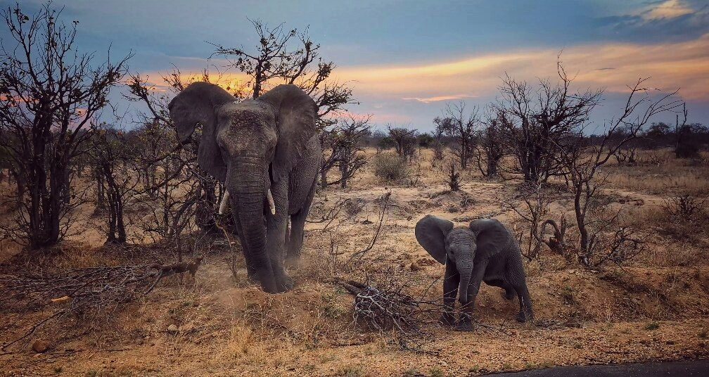African Safari Group-开普敦必去景点