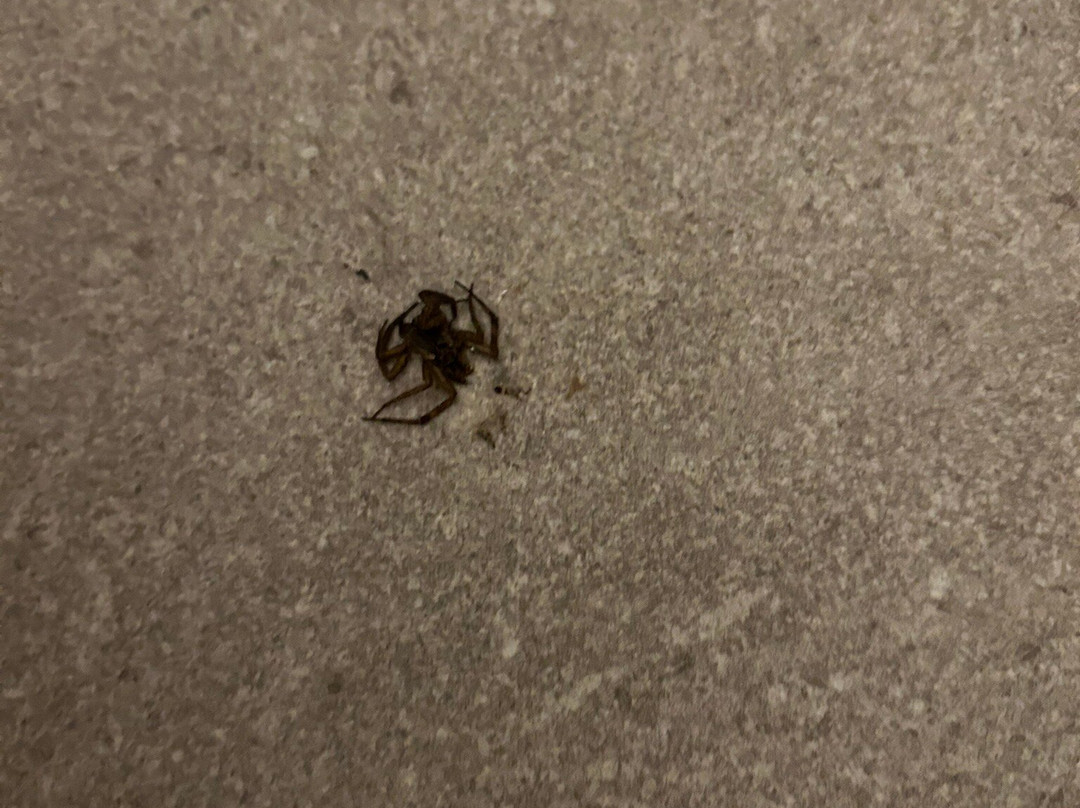 Courtyard by Marriott St. Louis Westport Plaza主图