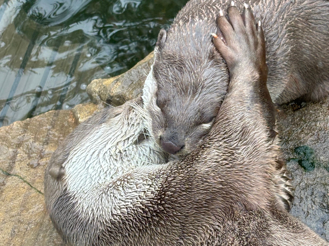 Colchester Zoo-科尔切斯特必去景点