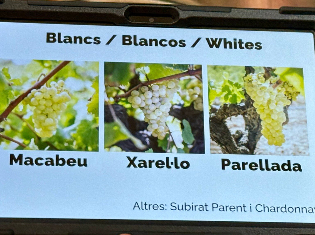 Cava Sola Raventos-桑特萨杜尔尼达诺亚必去景点