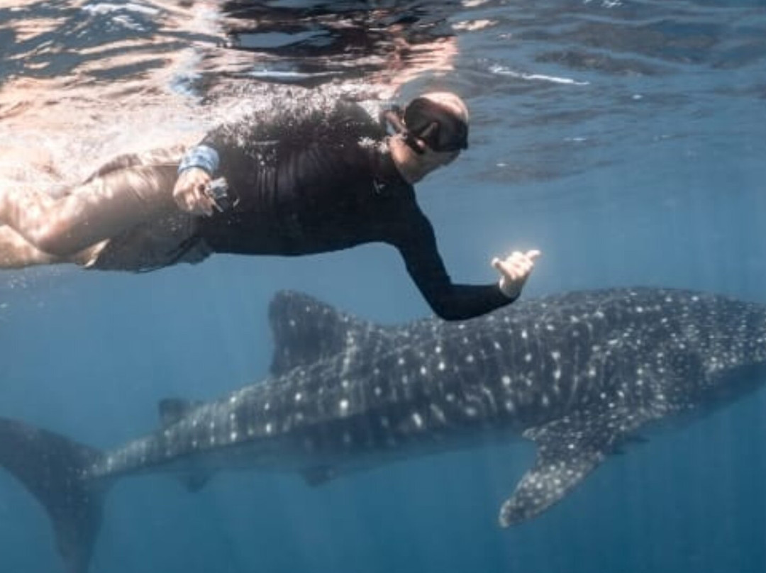 Ningaloo Whaleshark Swim-埃克斯茅斯必去景点