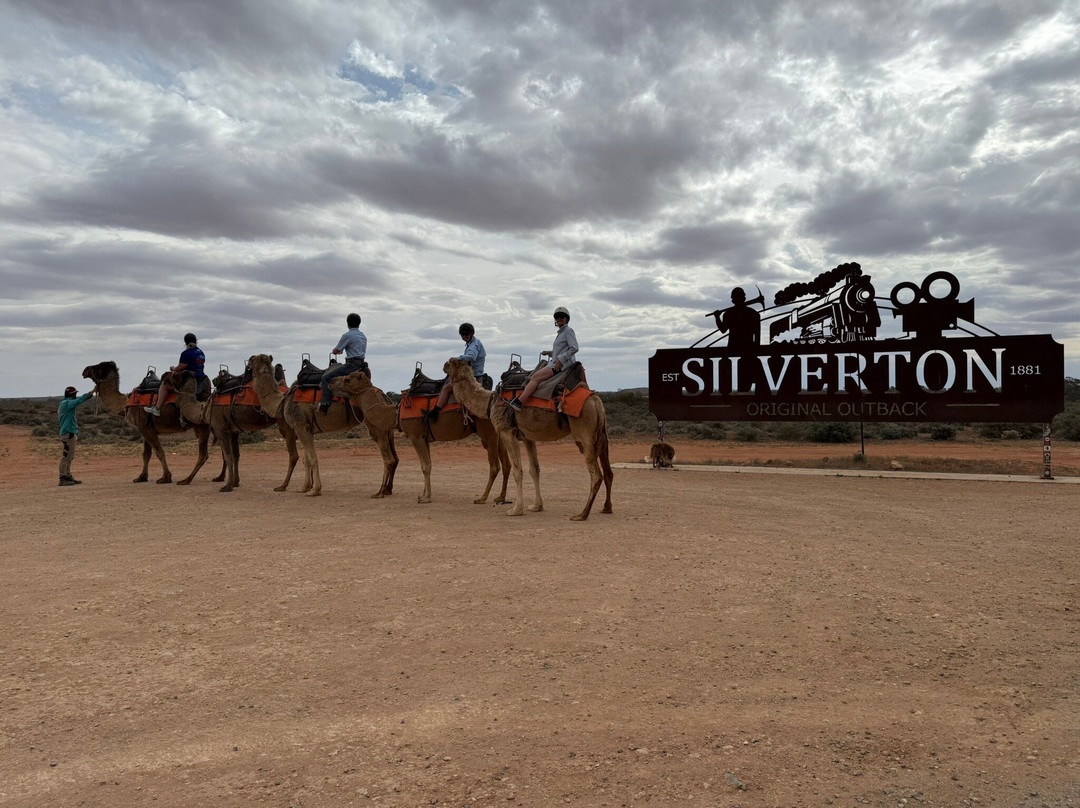 Silverton Outback Camels-Silverton必去景点