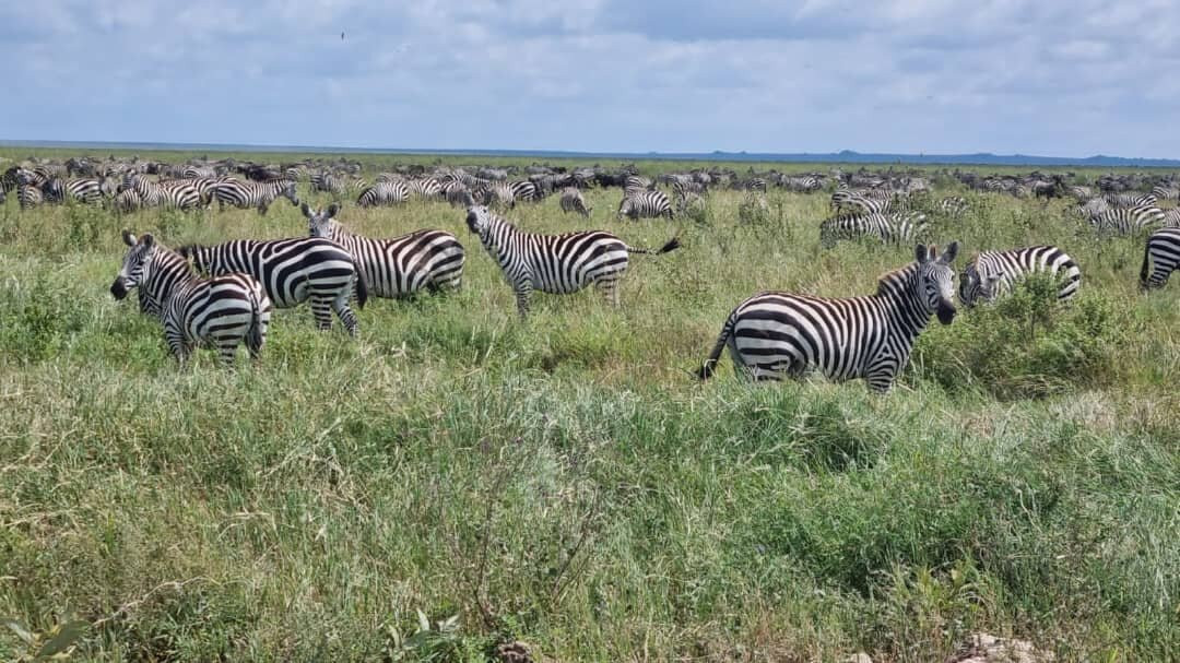 LULU AFRICAN SAFARIS LTD.-阿鲁沙必去景点