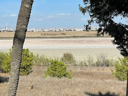 Love Buses Larnaca-拉纳加必去景点