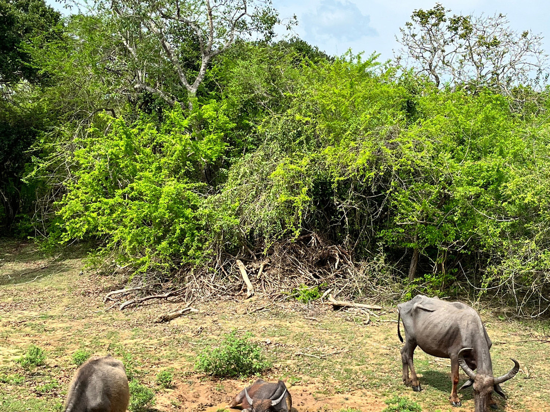 Ceylon Safari Tours-蒂瑟默哈拉默必去景点