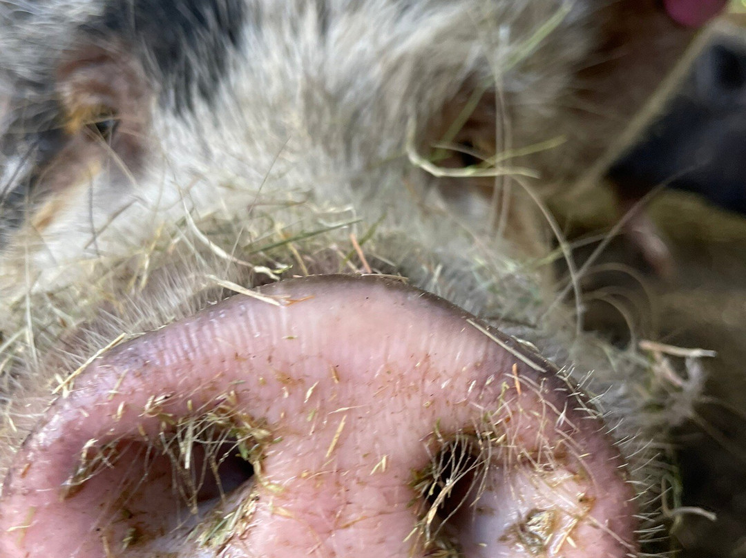 The Meadows Farm-卡菲利必去景点