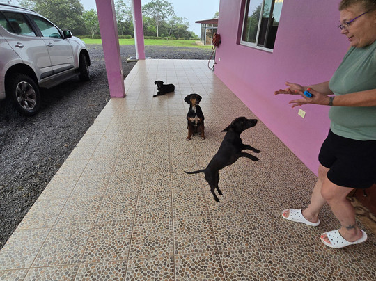 Guayabo Animal Rescue-Guayabo必去景点
