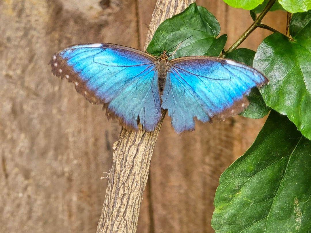 Boquete Bees and Butterflies-波魁特必去景点