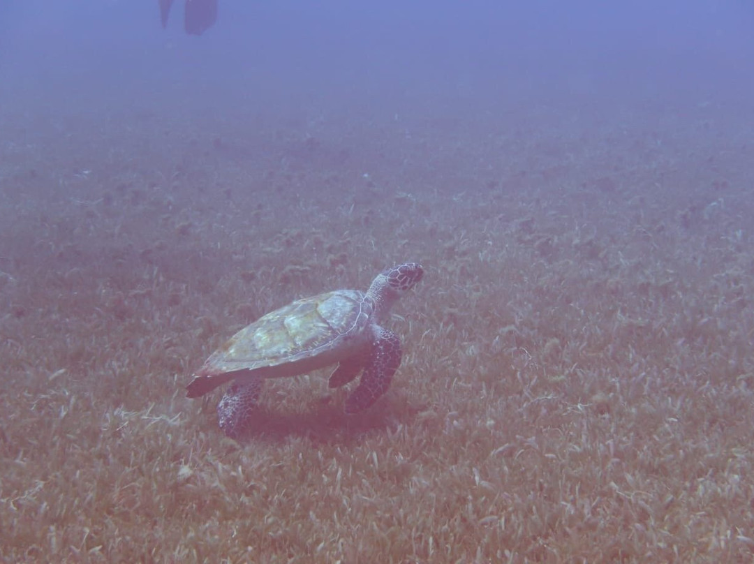 Tropicalsub Diving-Deshaies必去景点