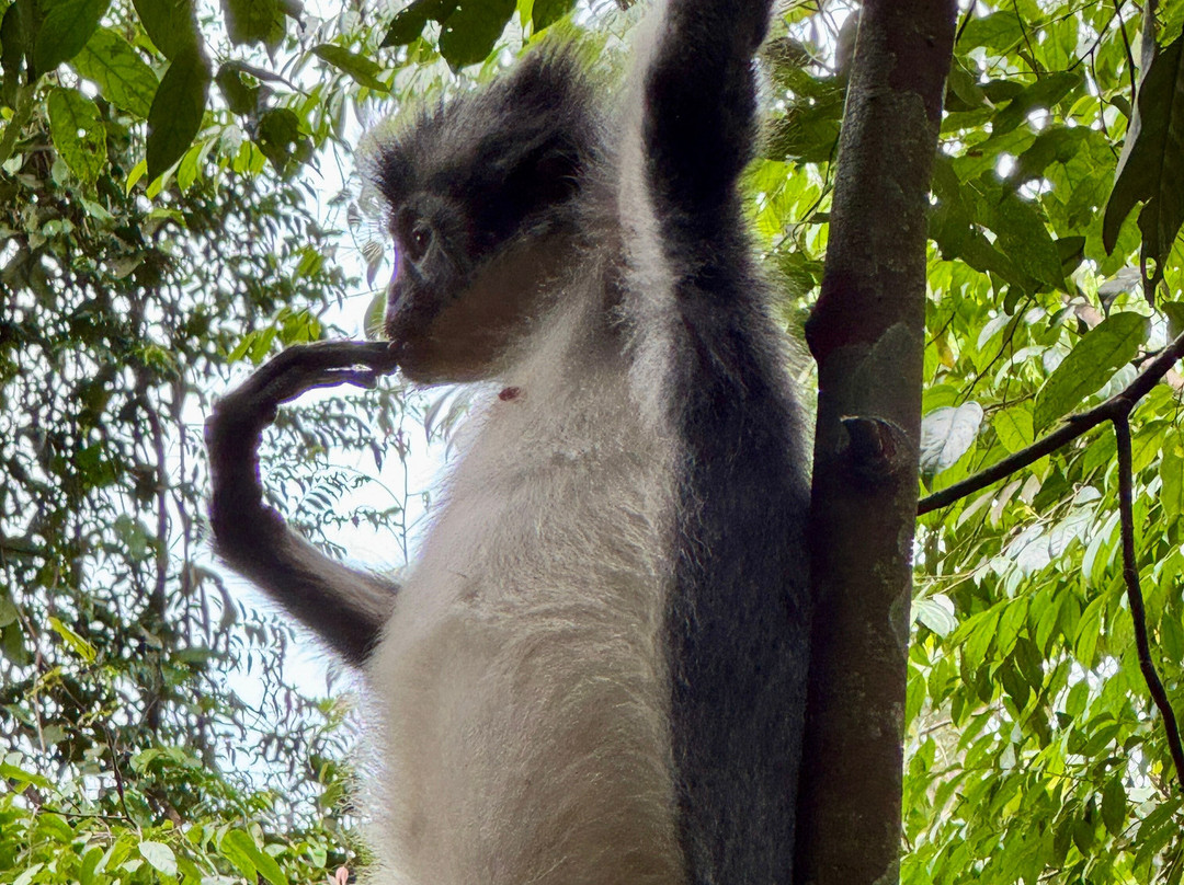 Depary Adventure Sumatra Tours-Binjai必去景点