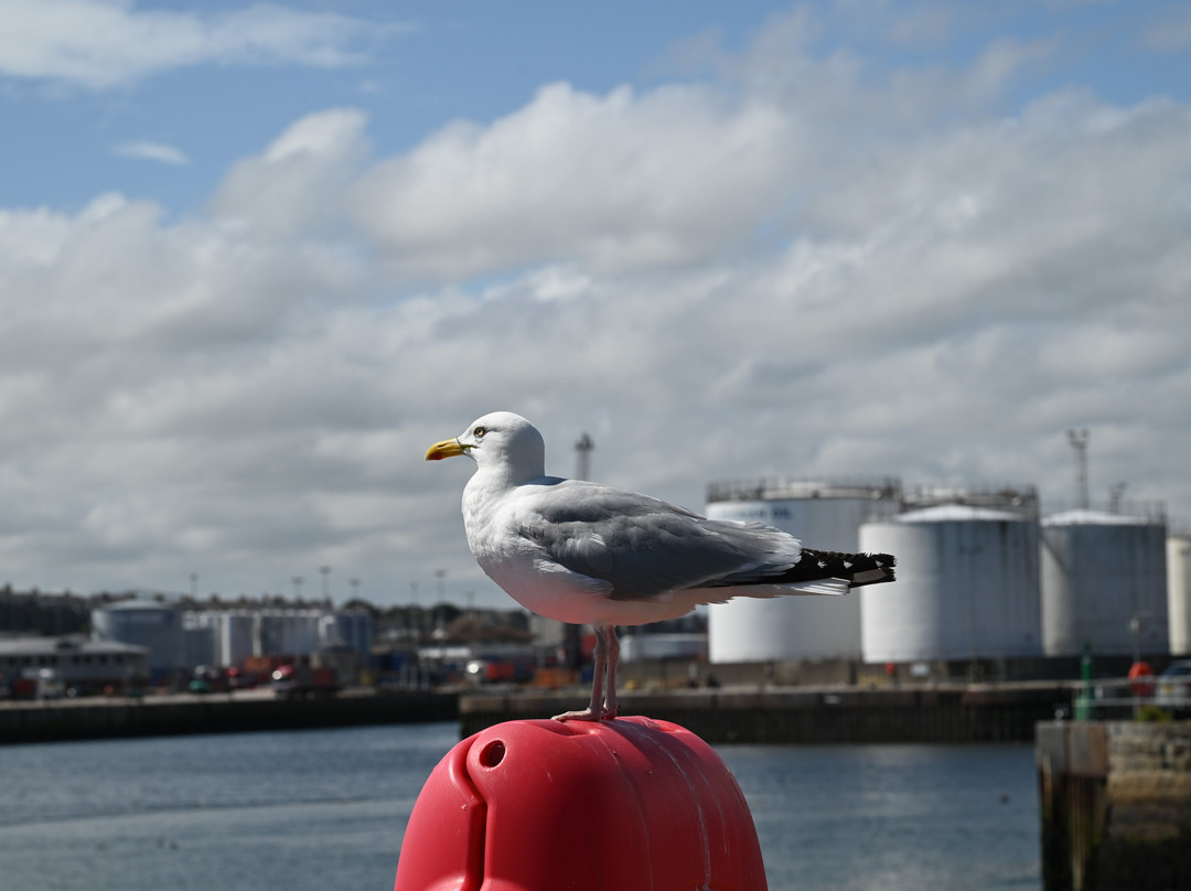 Footdee (Fittie)-阿伯丁必去景点