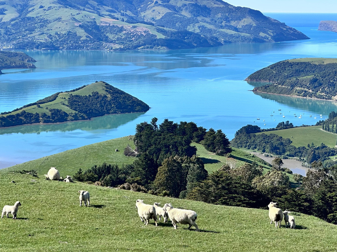 Akaroa's Eastern Bays Scenic Mail Run-阿卡罗阿必去景点