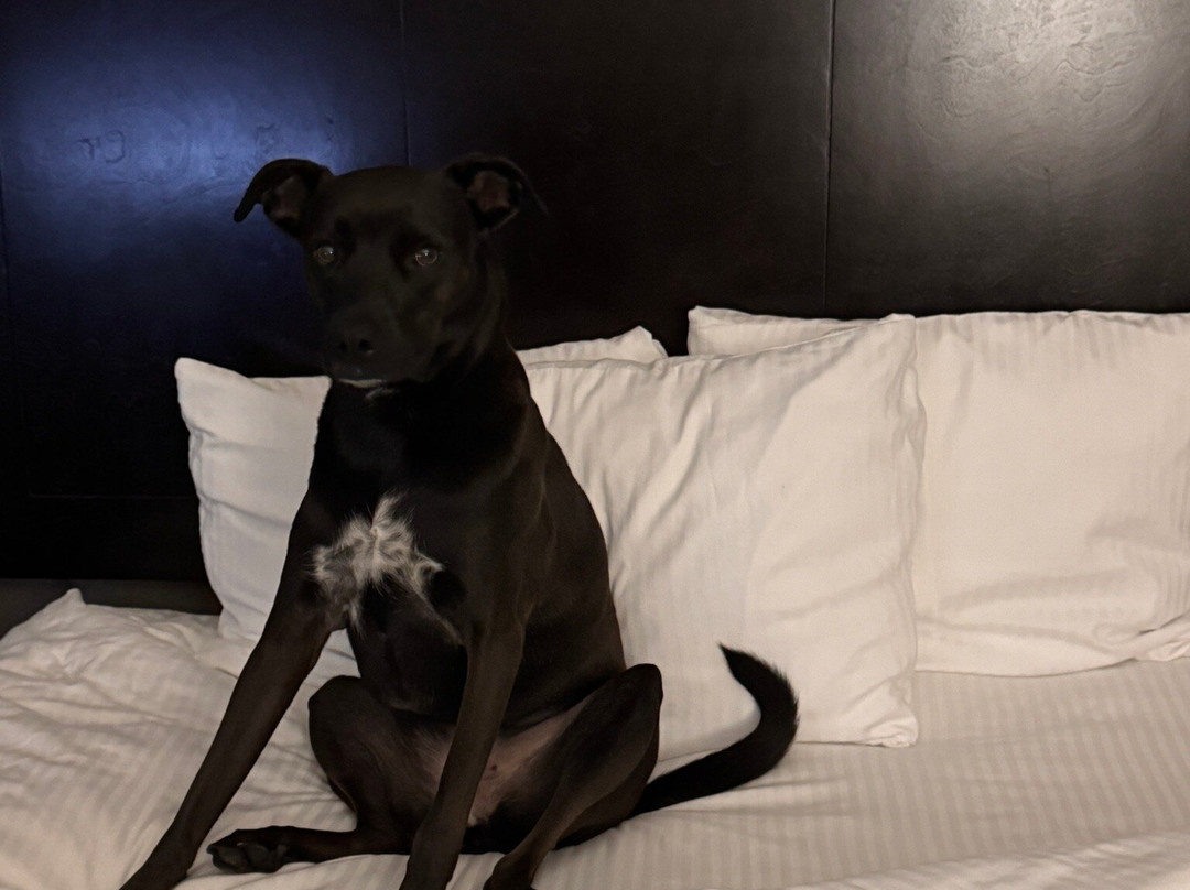 La Quinta Inn & Suites by Wyndham Santa Clarita - Valencia主图