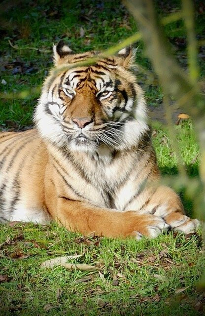 Bioparc - Zoo de Doué la Fontaine-Doue-la-Fontaine必去景点