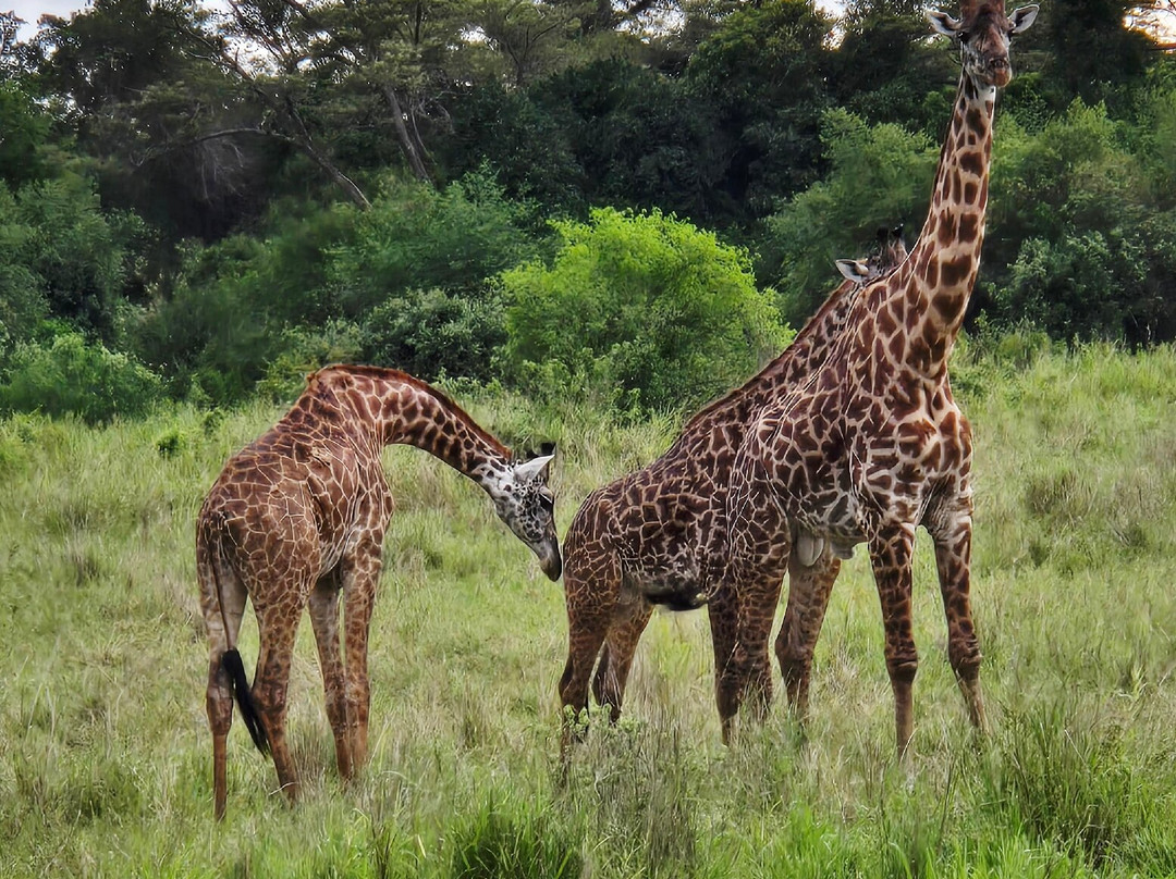 EXG Safaris LLC-California City必去景点