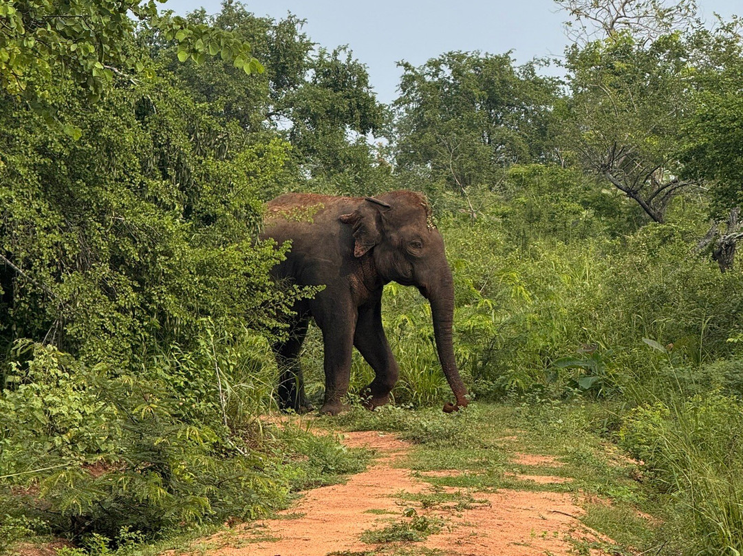 Jeep Safari With Gayan-锡吉里亚必去景点