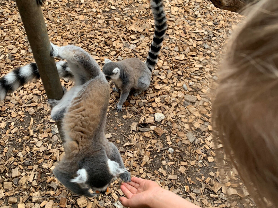 Bioparc Genève Pierre Challandes-Bellevue必去景点