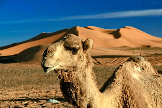 Vacation Via Morocco-伊拉悉迪亚必去景点