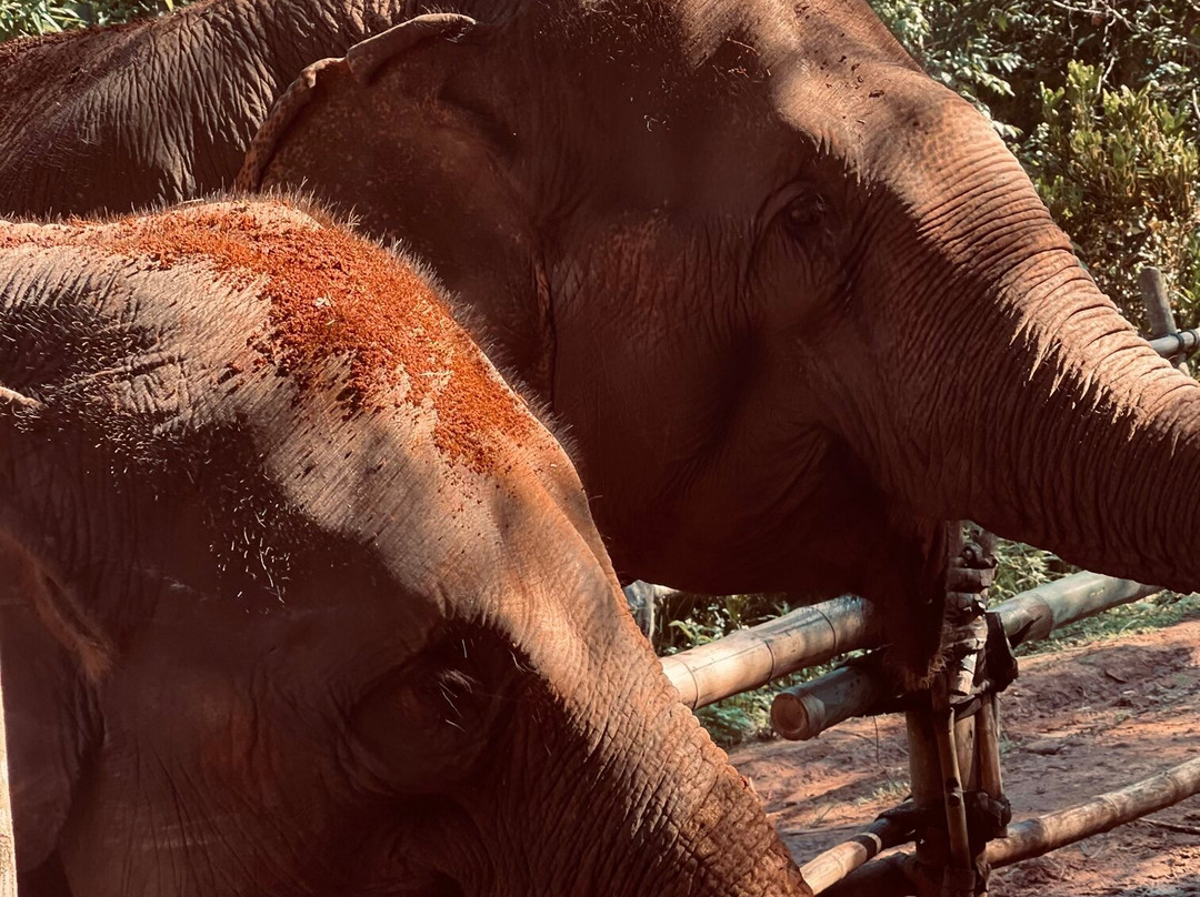 Elephant Sanctuary Care Park-清迈必去景点