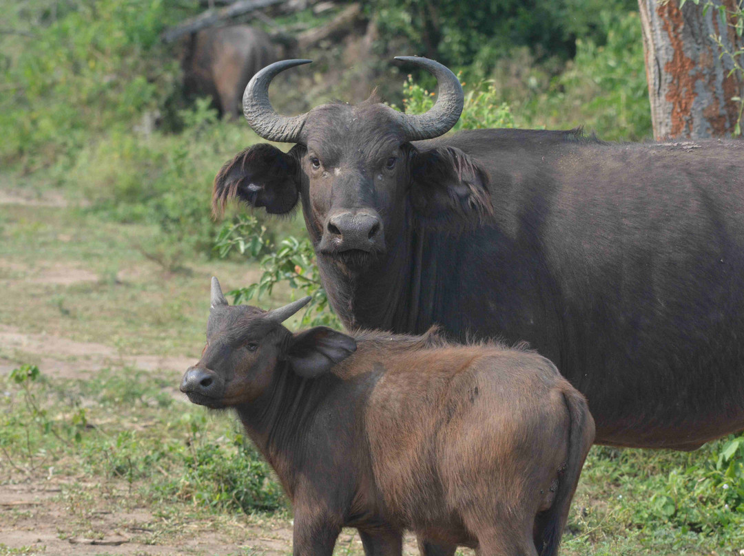 Queen Elizabeth National Park-Kasese必去景点