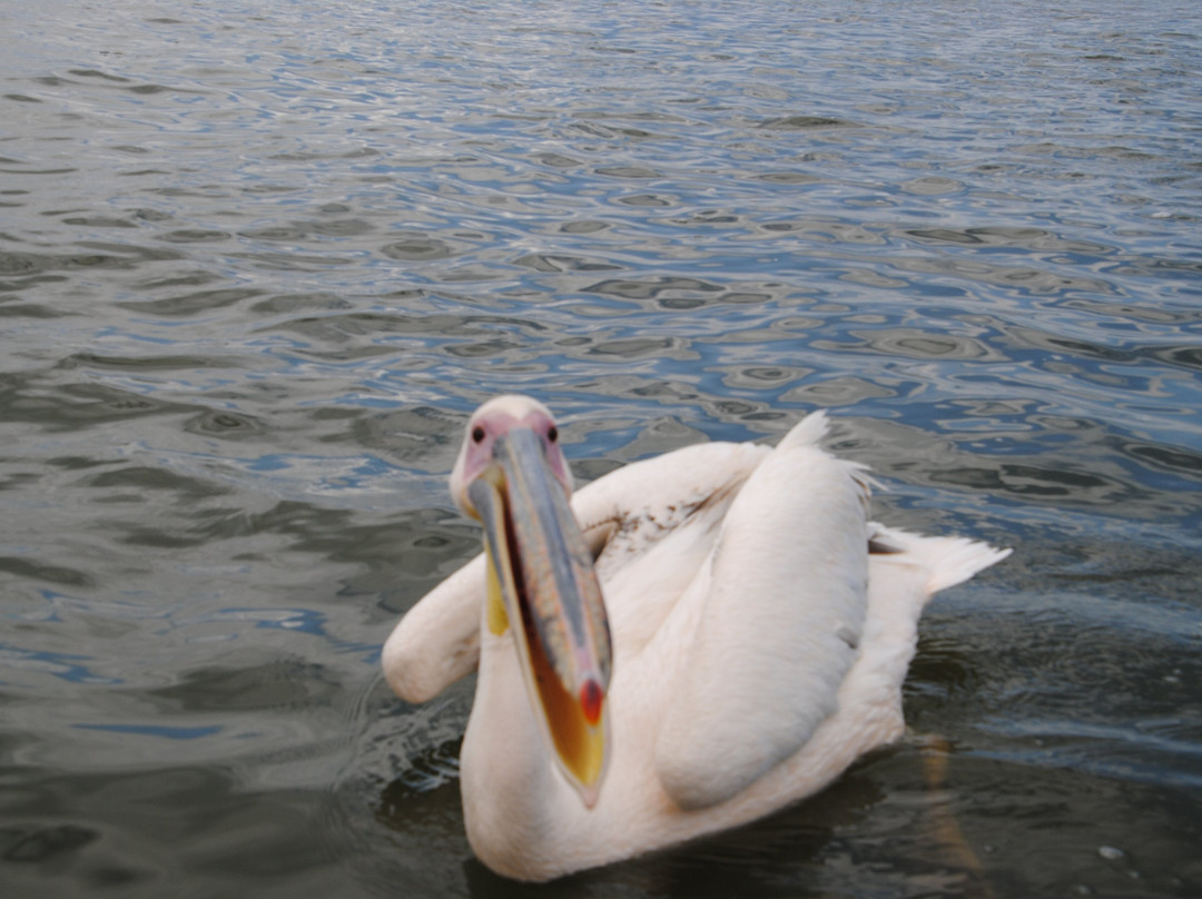 Morningstar Tours and Travel-Syokimau必去景点