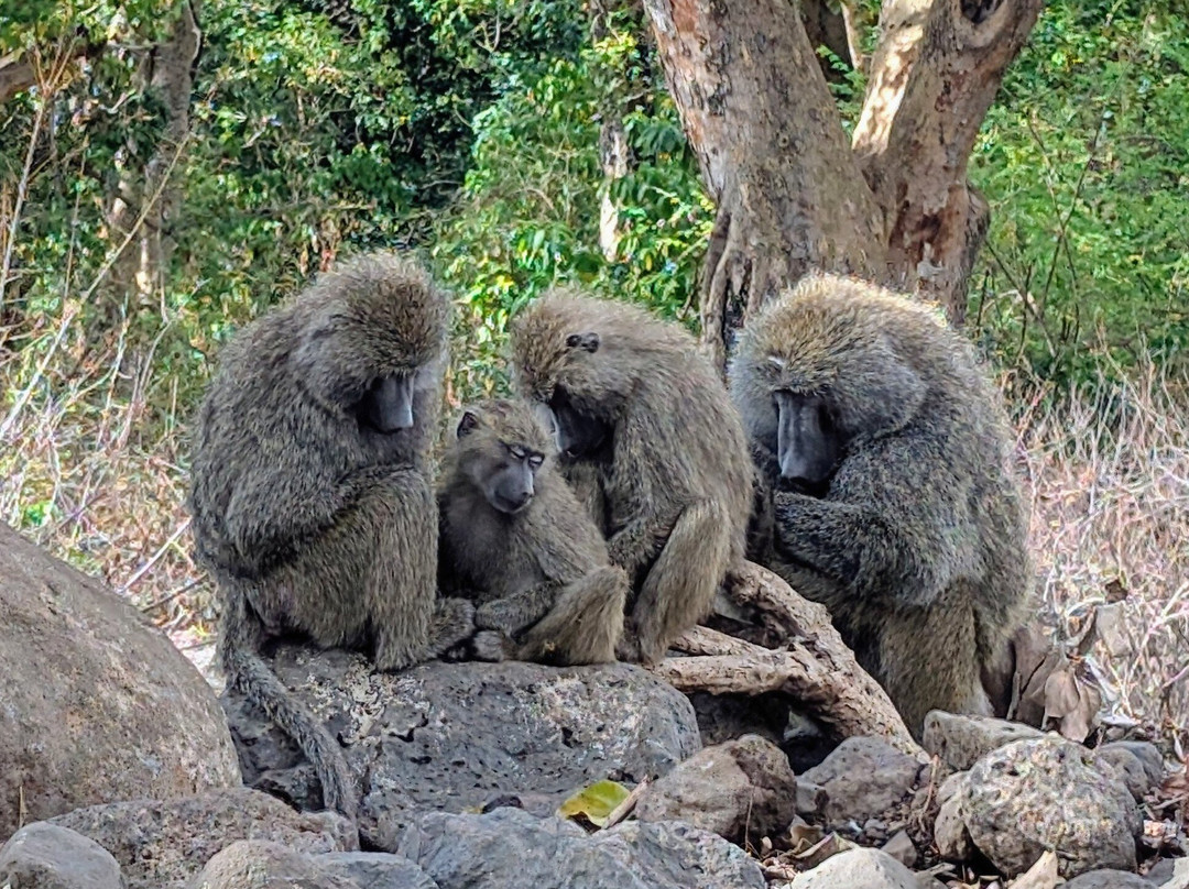 Tanzania Travelers-莫西必去景点