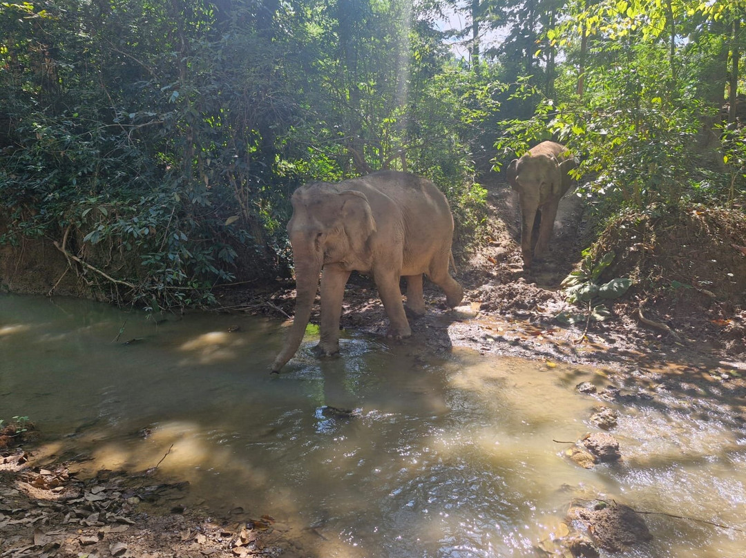 MandaLao Elephant Conservation-琅勃拉邦必去景点