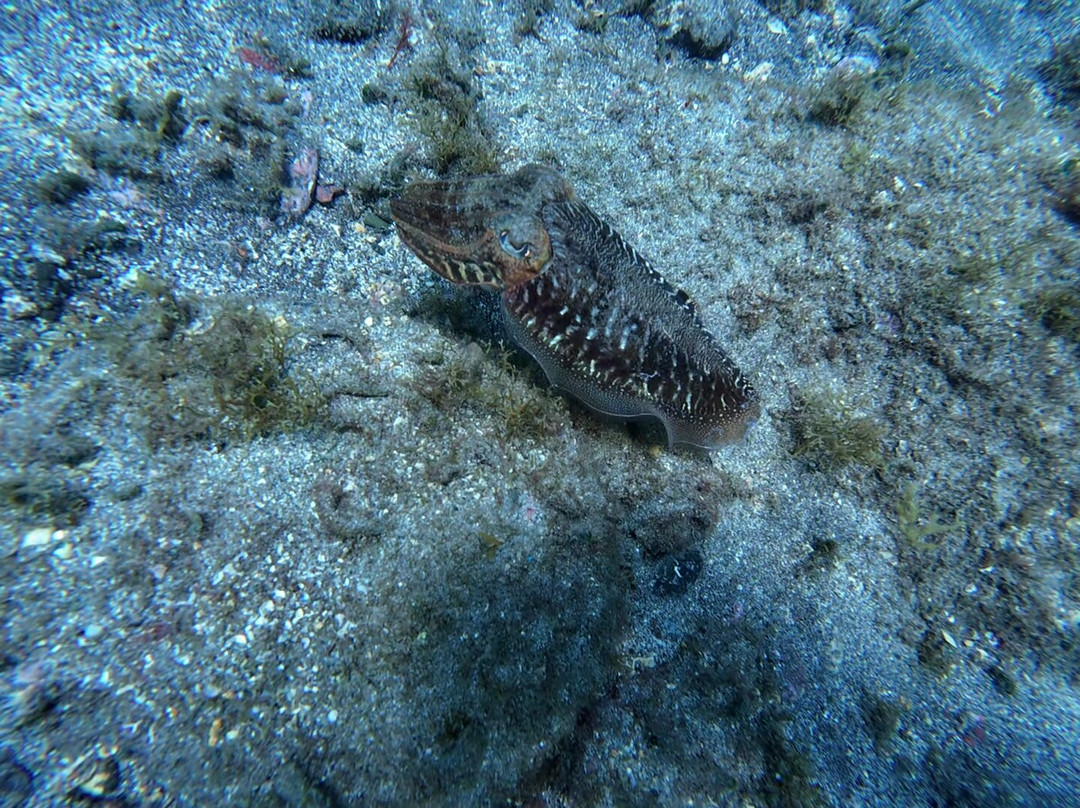Puerto Rico Diving-波多黎各必去景点