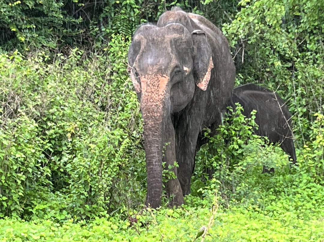 My Driver in Sri Lanka - Day Tours-Yatiyana必去景点