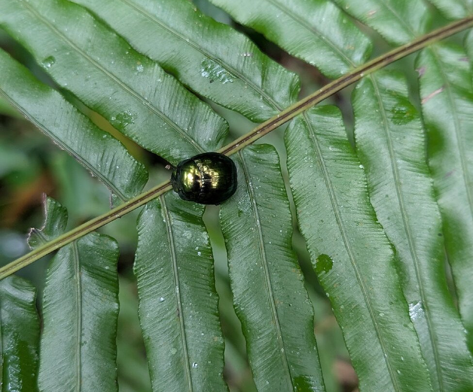 Ranomafana National Park-Fianarantsoa必去景点