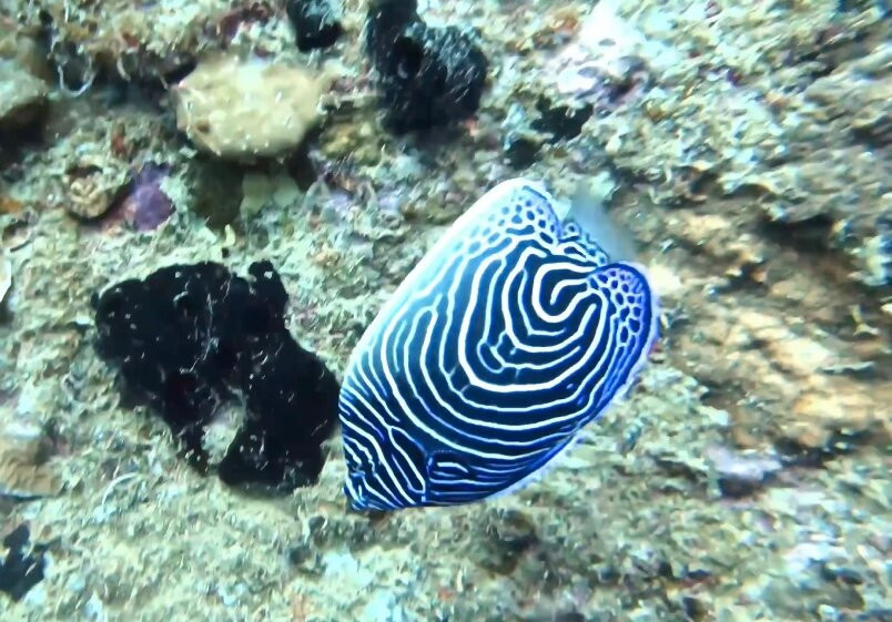 DivePoint Rannalhi-绚丽岛必去景点