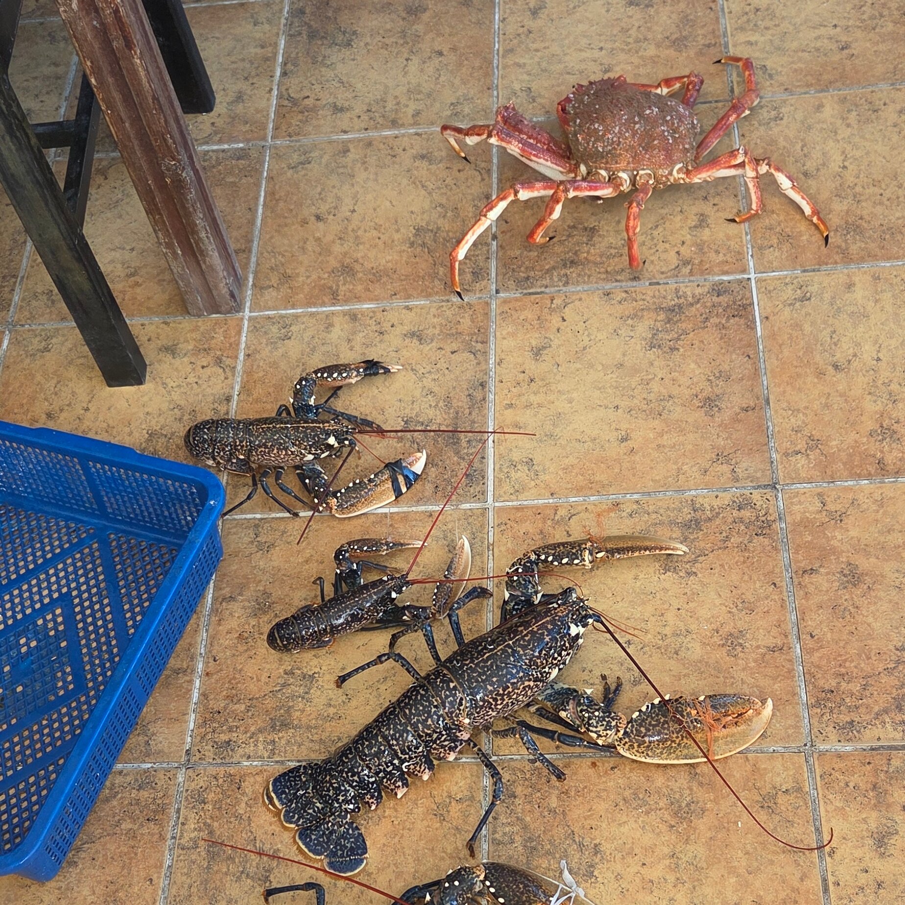 L'Araignee Gourmande-官方