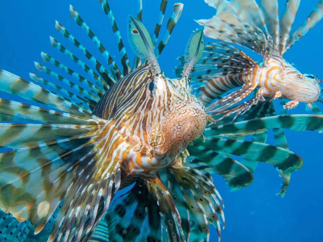 SUBEX Diving Center - Baron Palace-赫尔格达必去景点