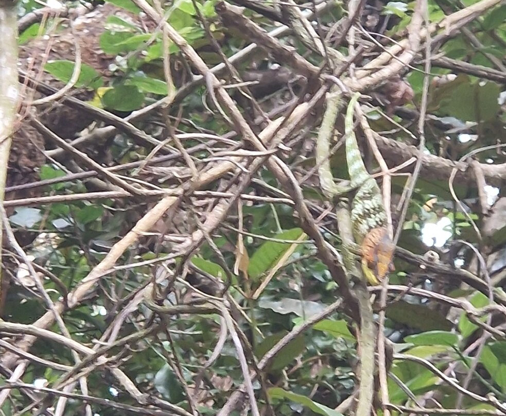 Parc Nationale Montagne D'ambre-Joffreville必去景点