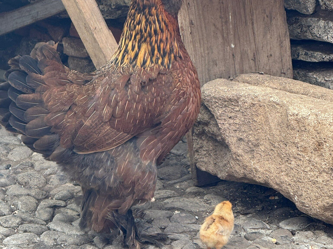 Rue Banana-大贝里拉历史中心旧城必去景点