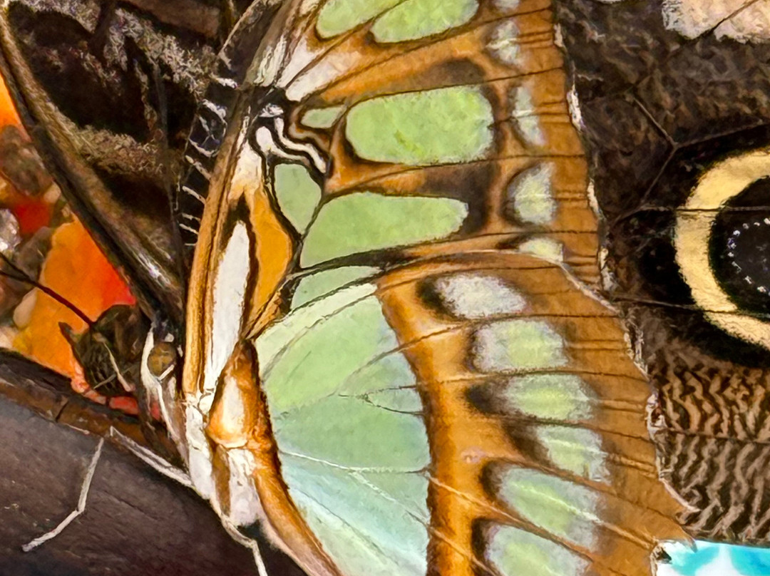 Monteverde Butterfly Gardens-蒙特沃德必去景点